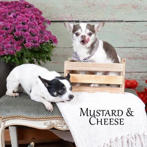 Cheese & Mustard