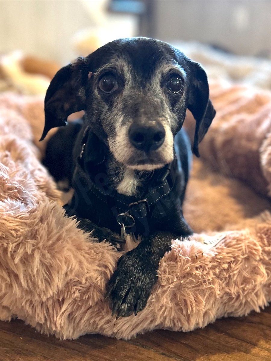Bert