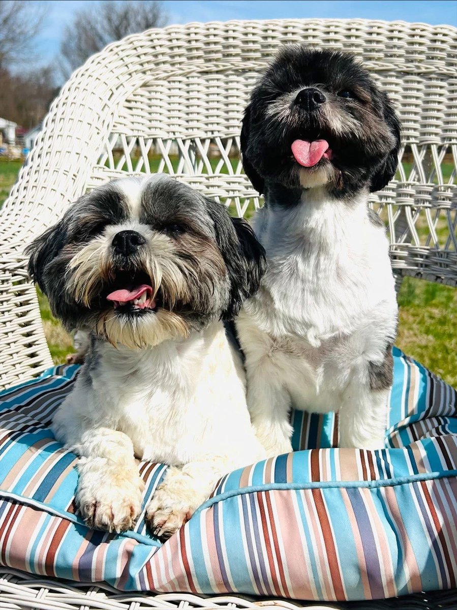 Callie & Molly