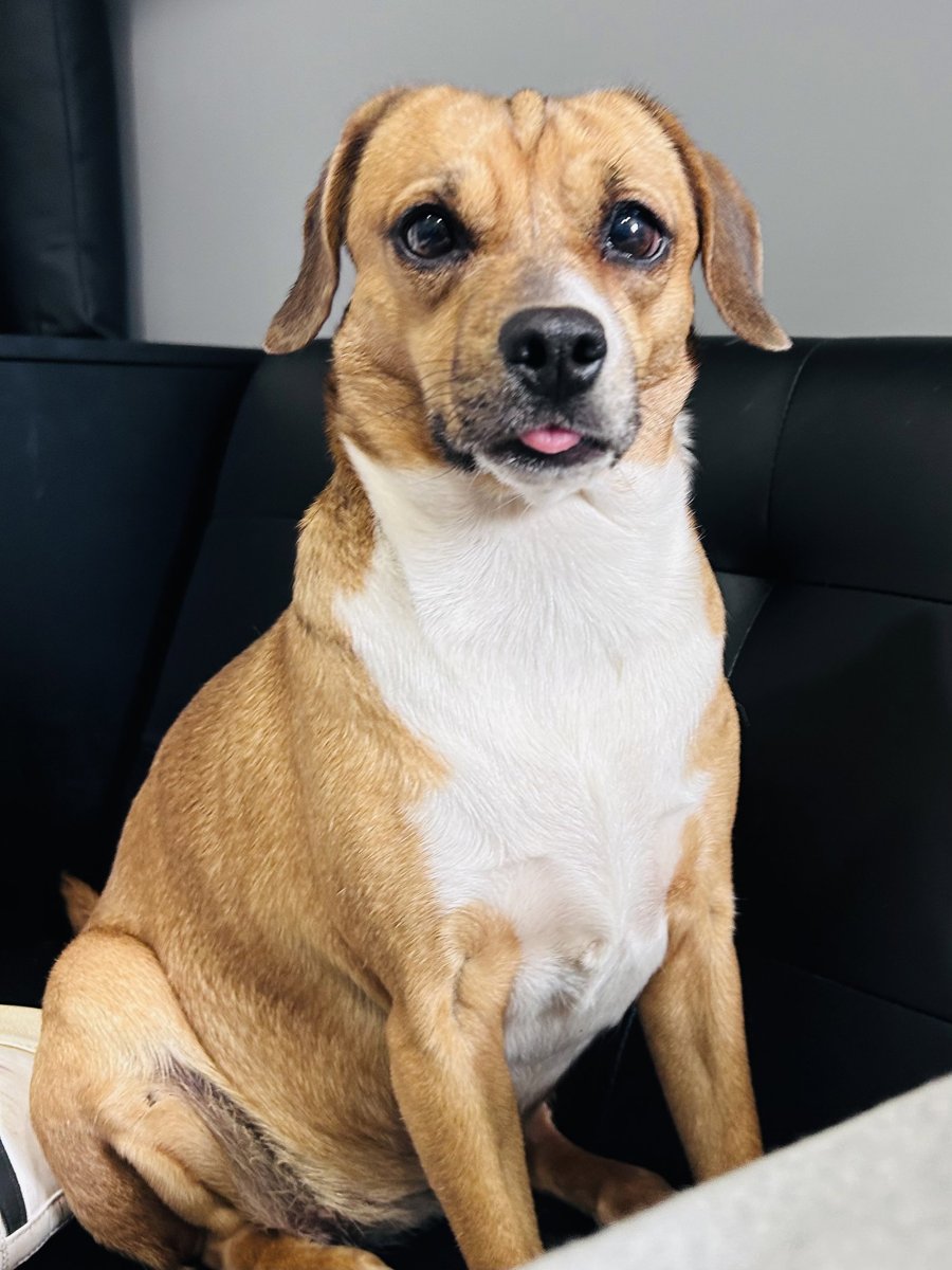 Biscuit the Beagle