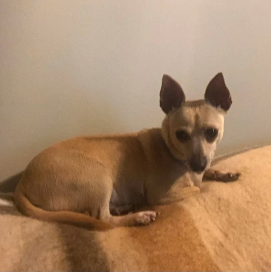 Chico