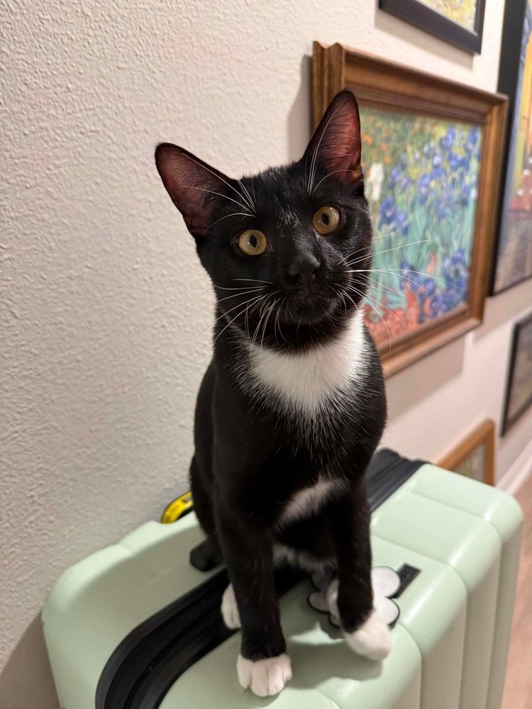 Berlioz