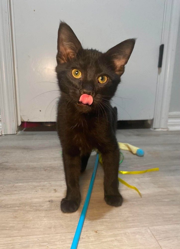 Biscotti