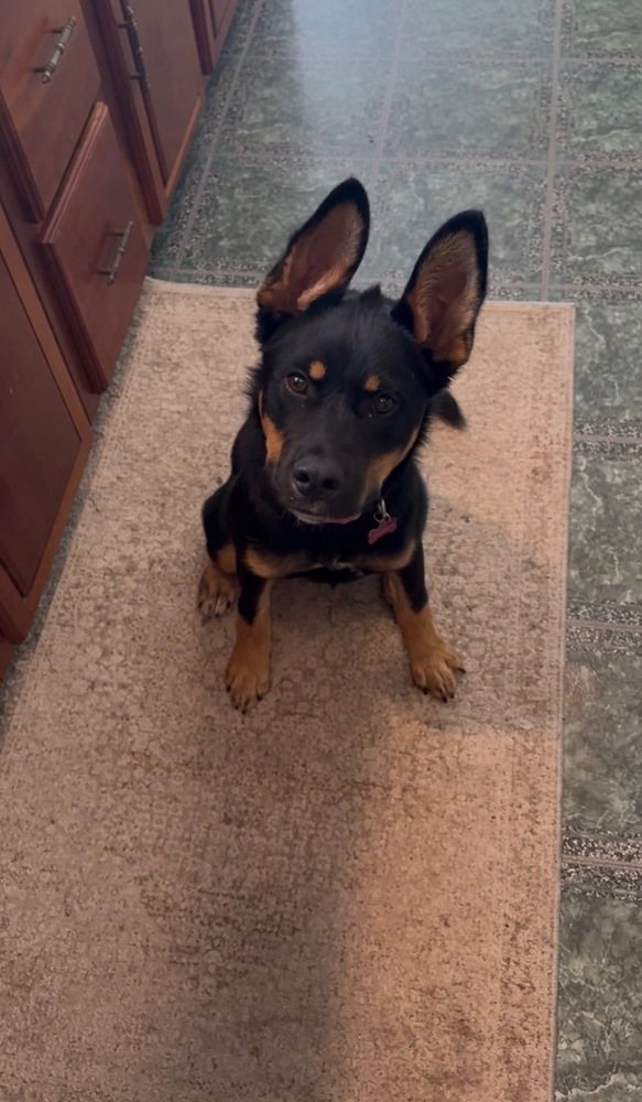 Lakota aka Kota