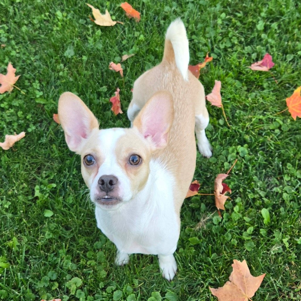 Minnie