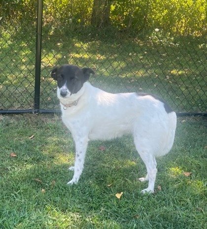 Gracie
