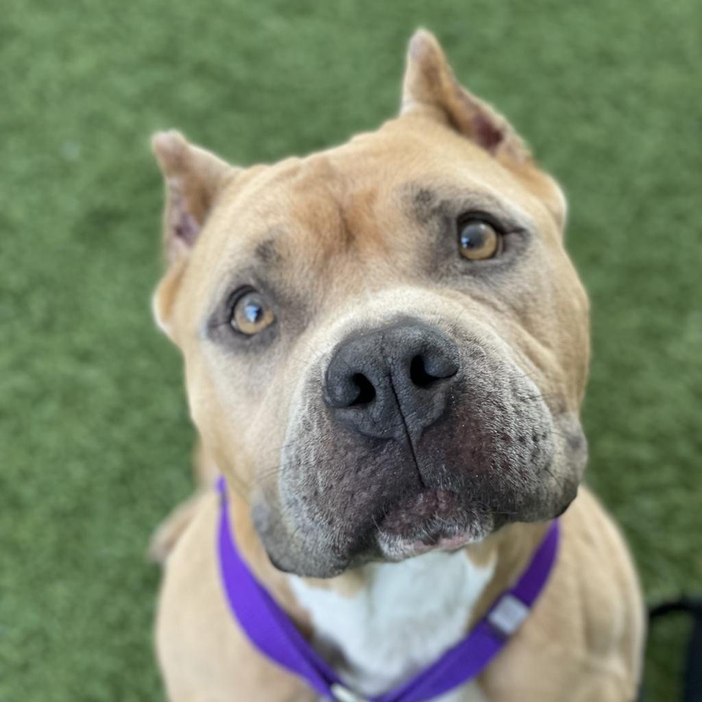 Nala