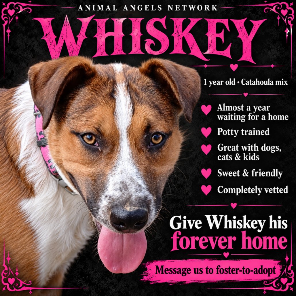 Whiskey