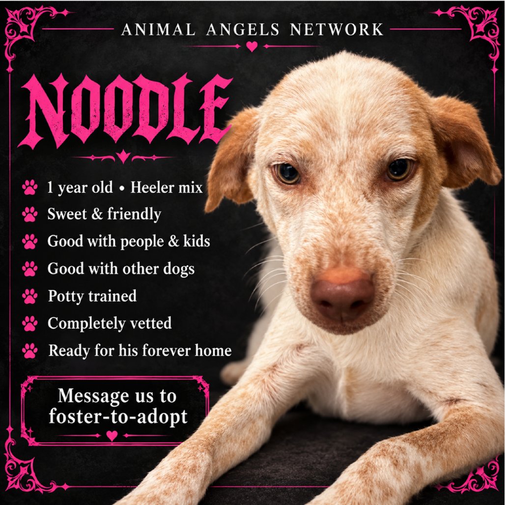 Noodle