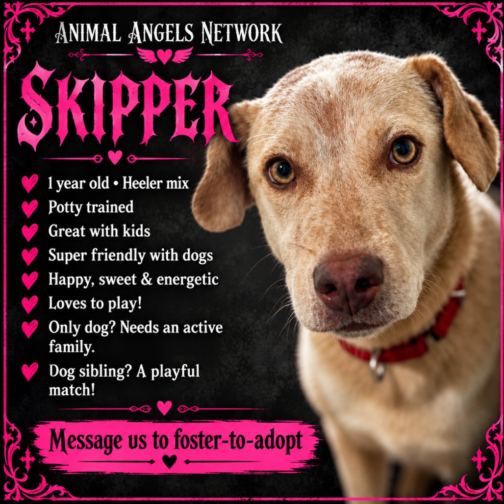 Skipper