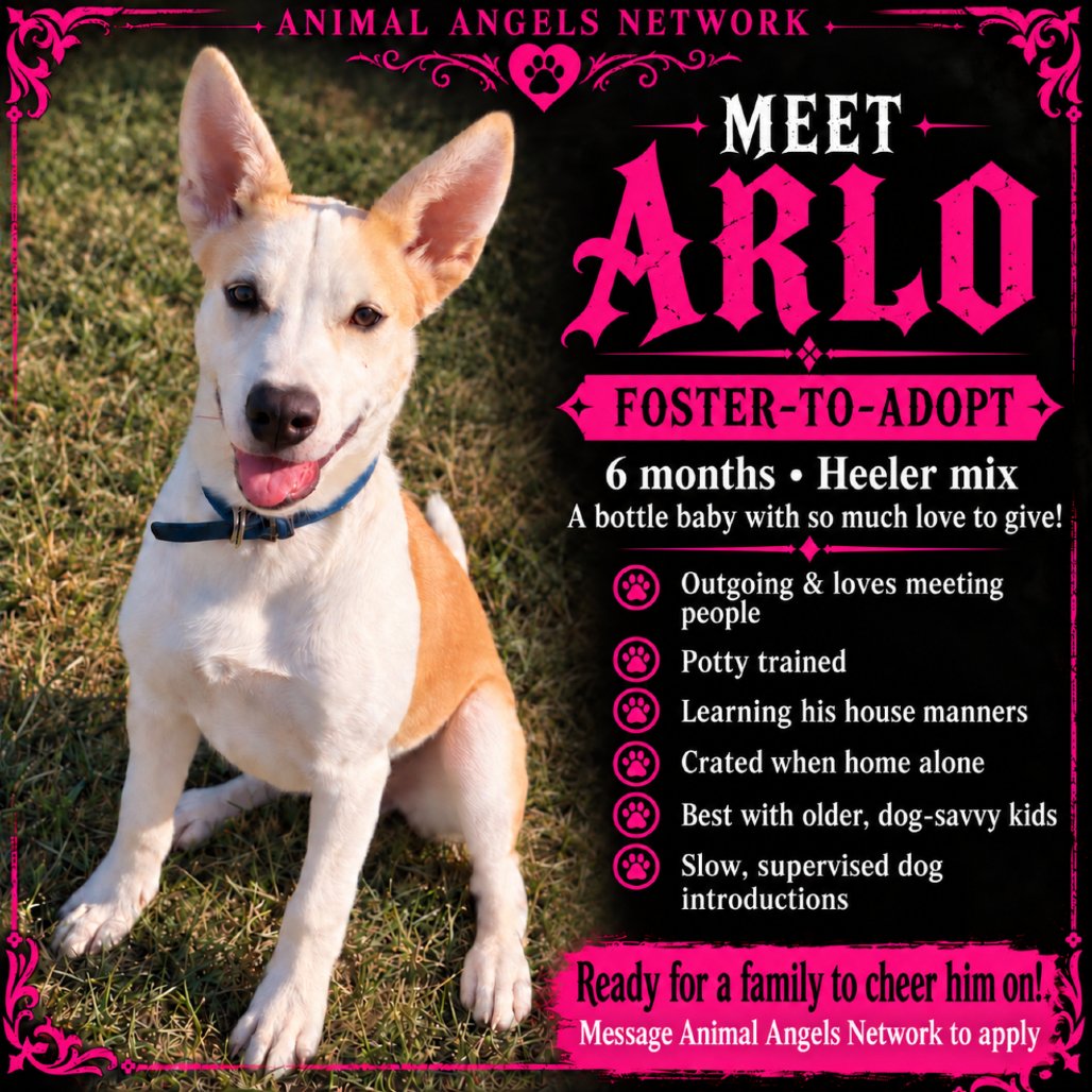 Arlo