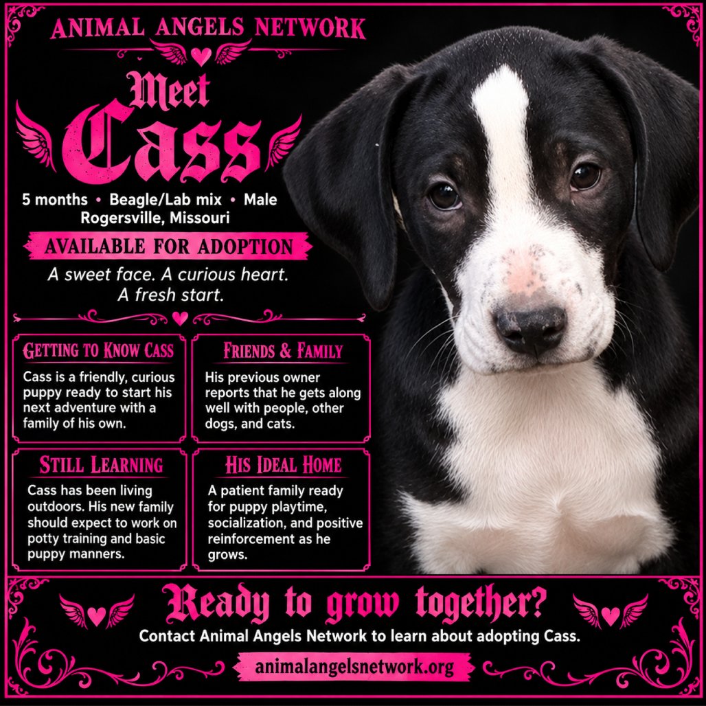 Cass