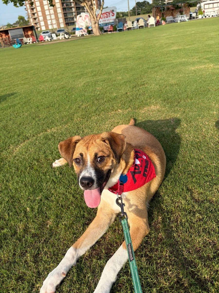 Everest (In Foster)