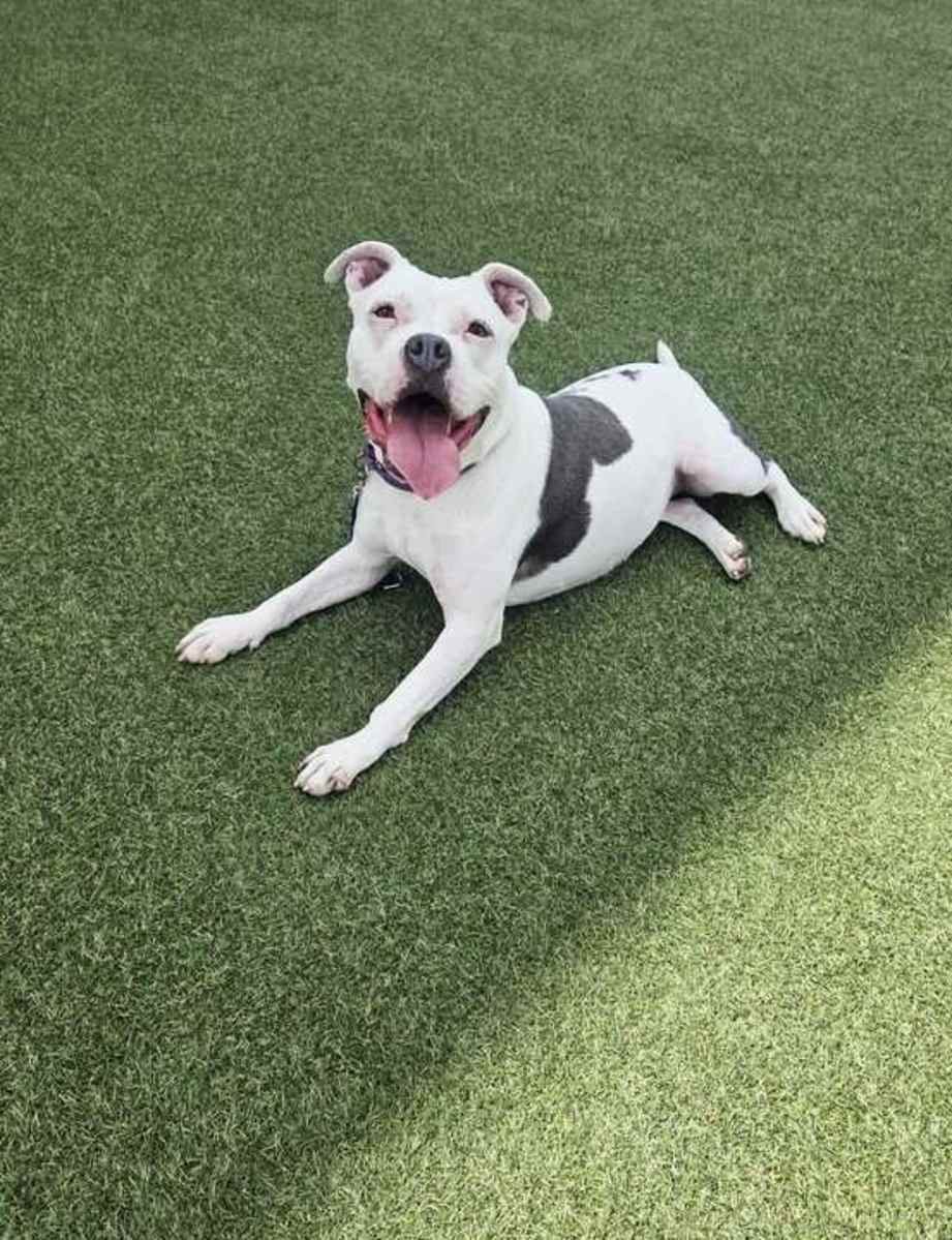 Baby Girl (In Foster)