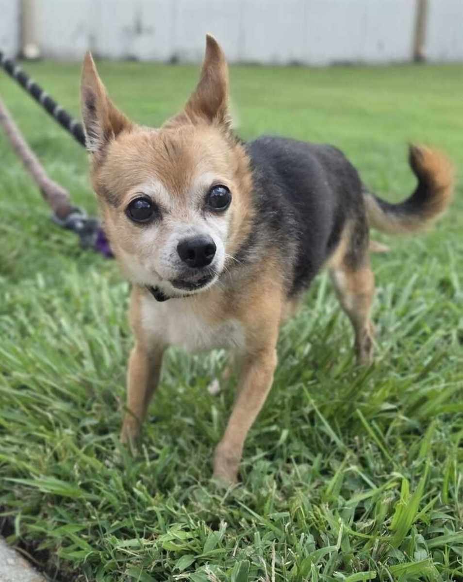 Felix (Senior in Foster)