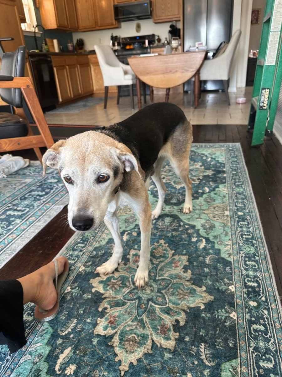 Cuddles (Senior in Foster)