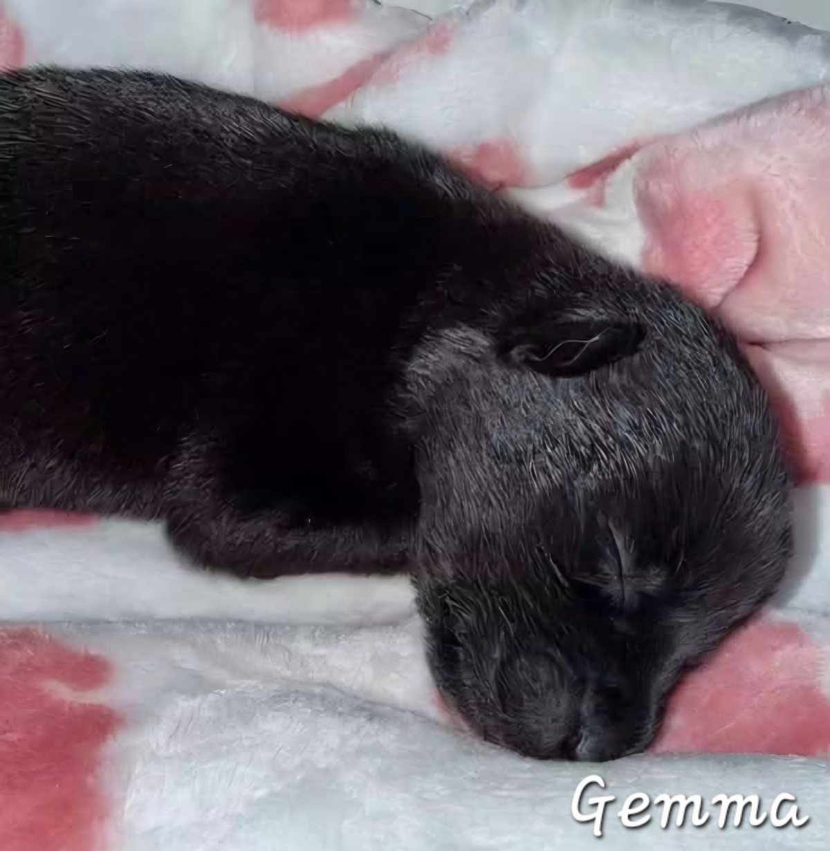 Gemma