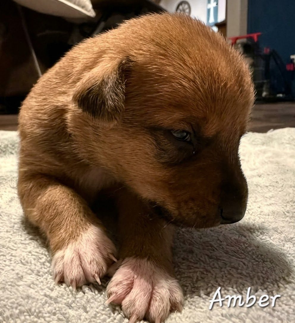 Amber