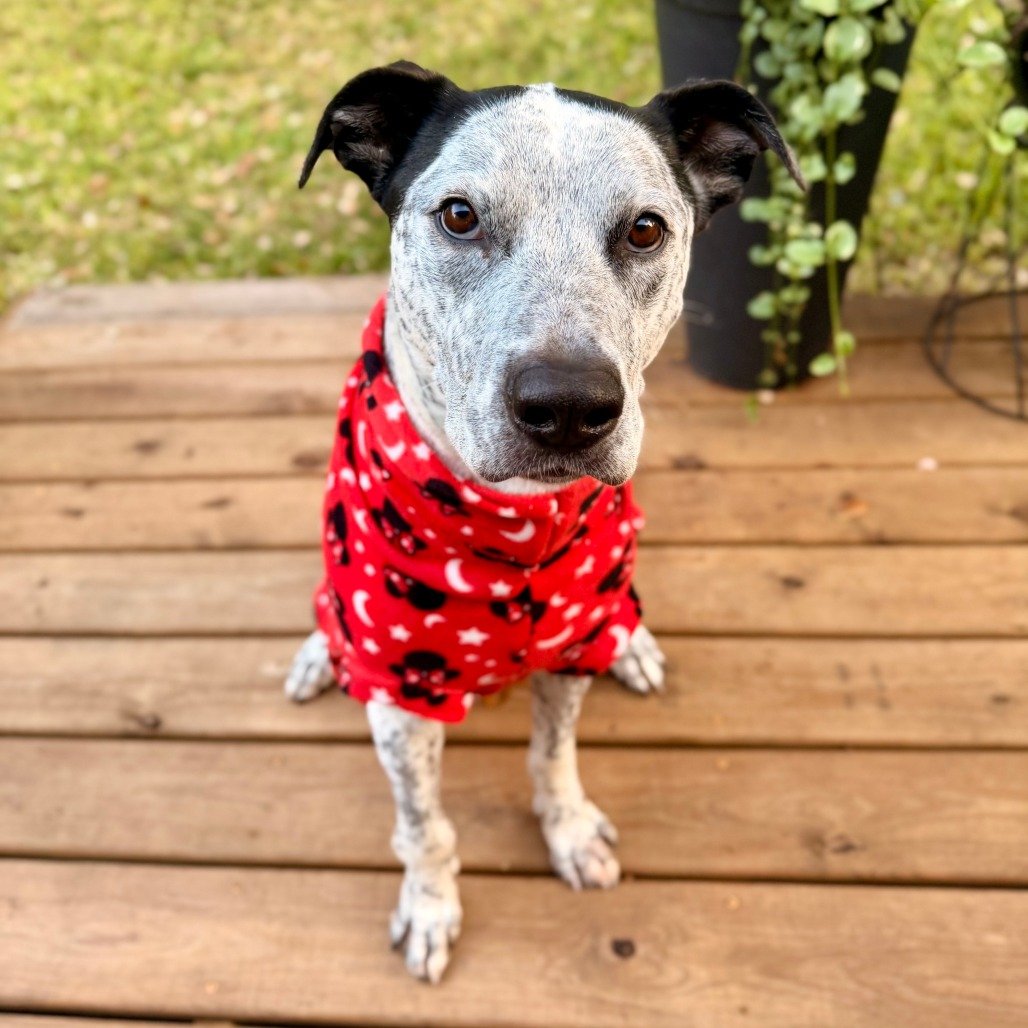 Jack