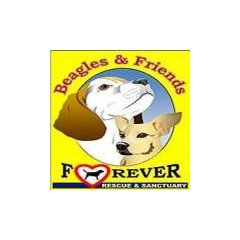 Beagles and Friends Forever Rescue & Sanctuary logo
