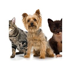 Bell County KY Animal Shelter logo