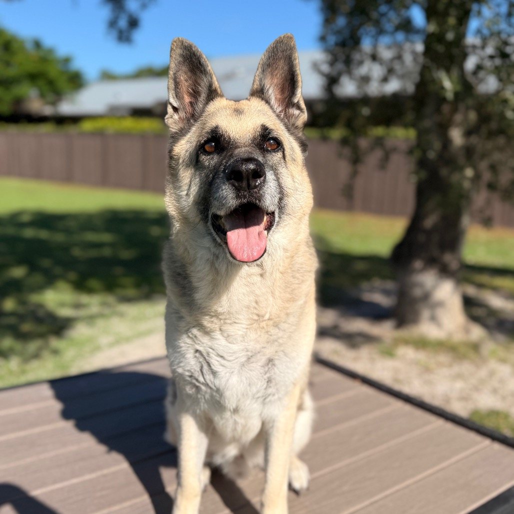 Rocky AKA Iggy 7371