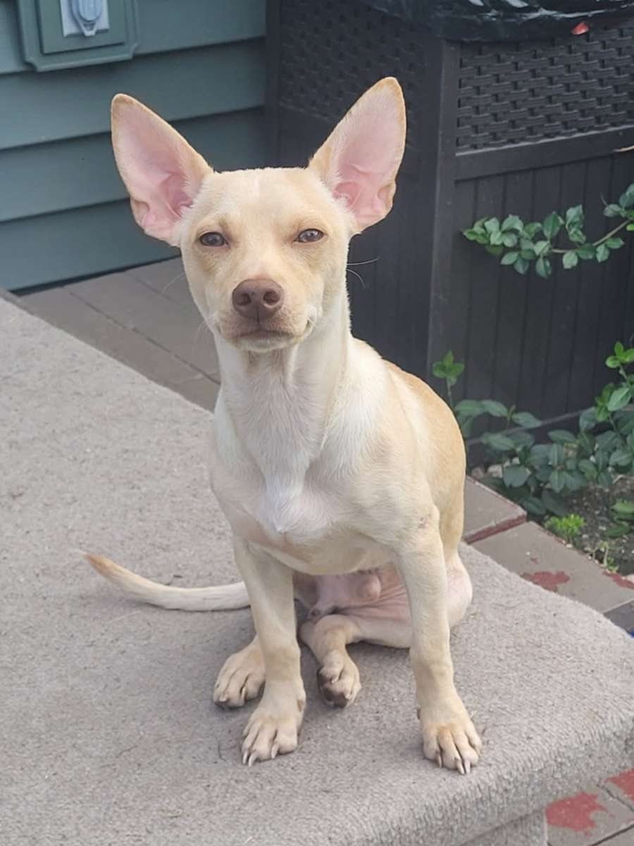 Remy