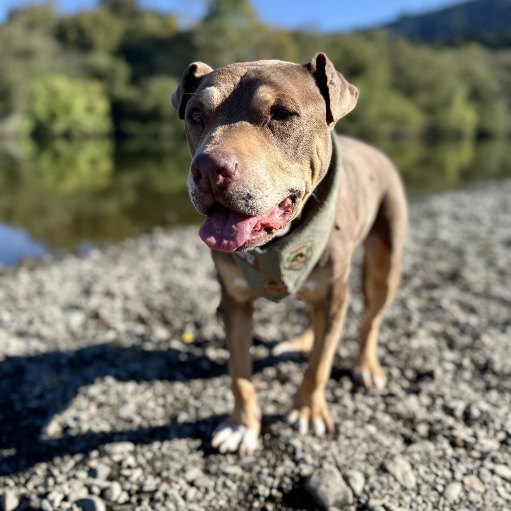 Bailey