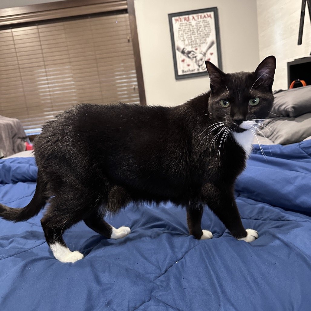 Bruno (Pepper)