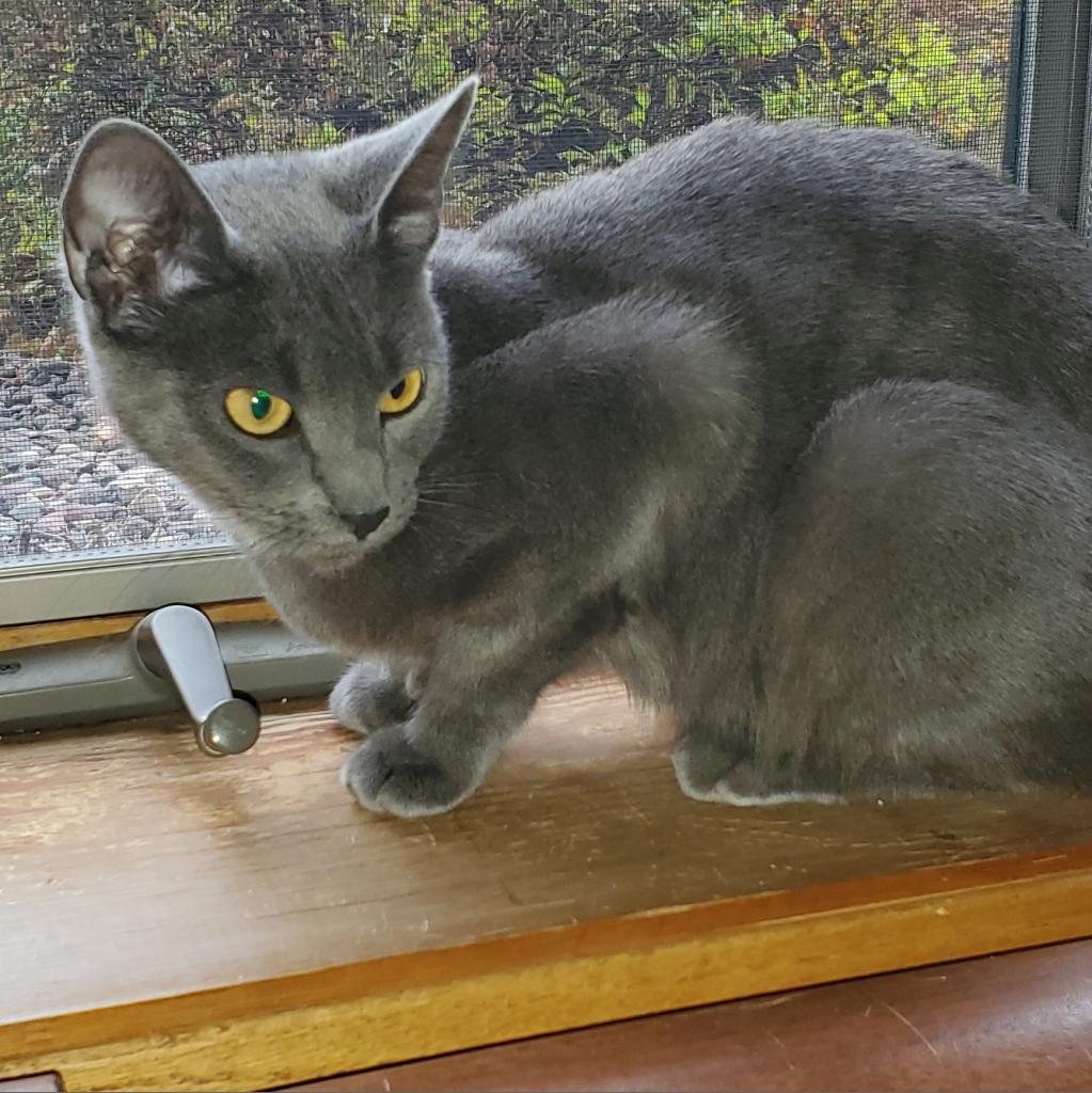 Cleopatra