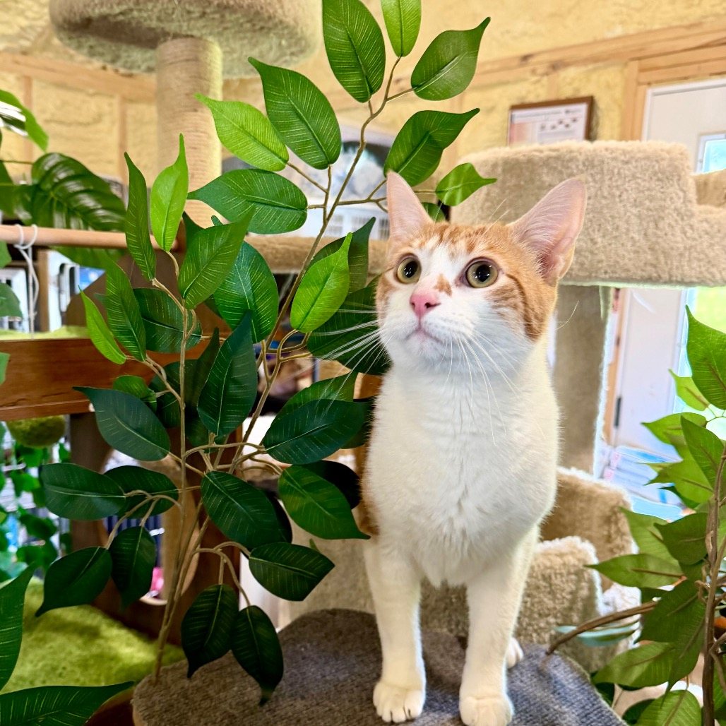 Axel (Sponsored!)