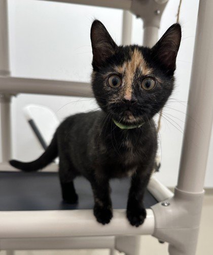 Pearl (Green Collar)