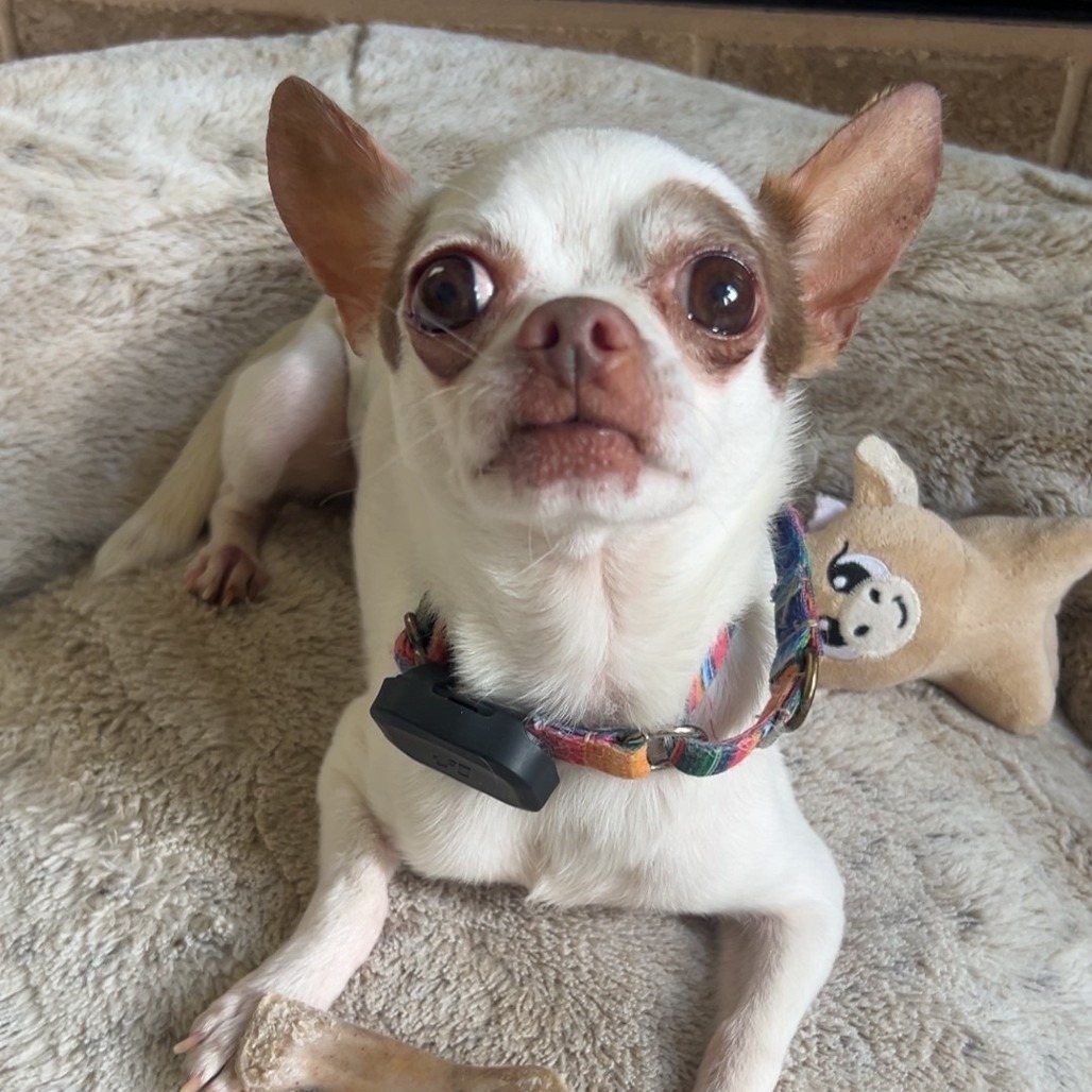 Pawblano Popper