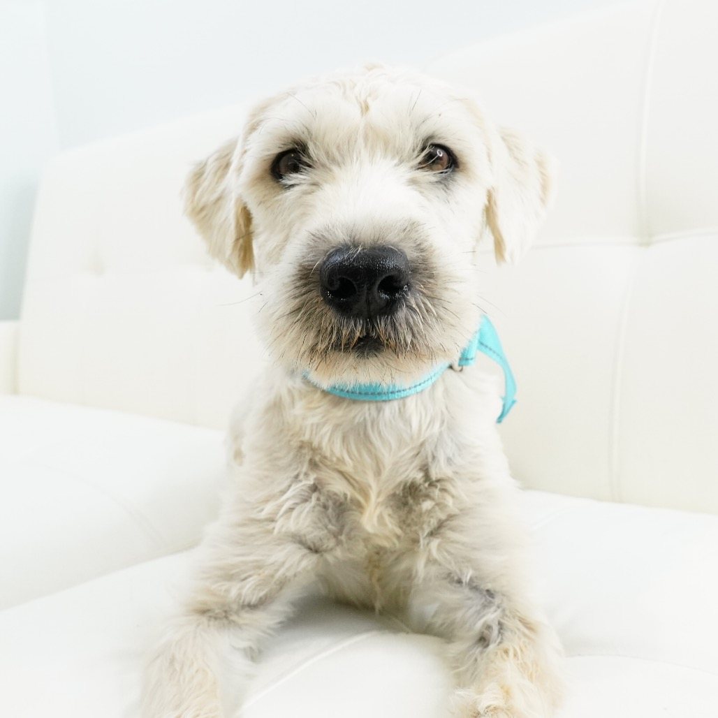 Teagan