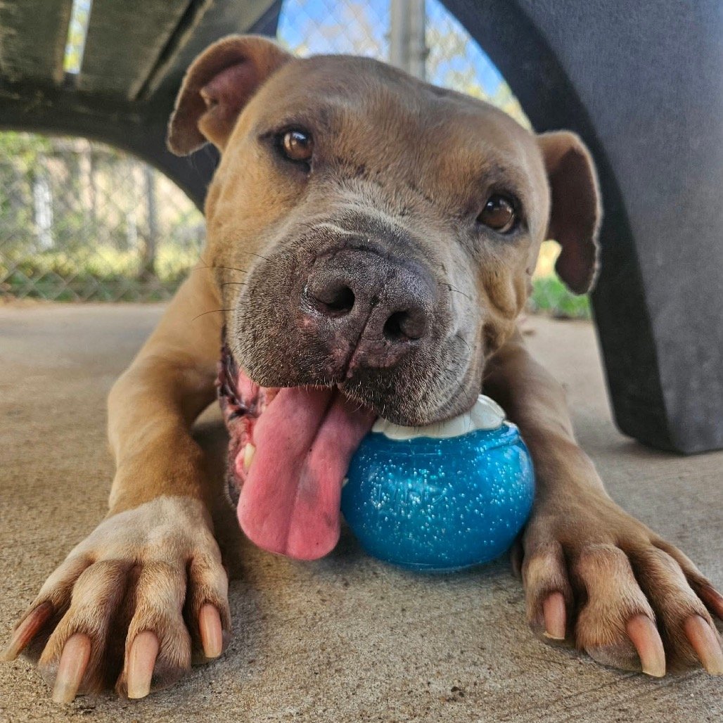 Mateo