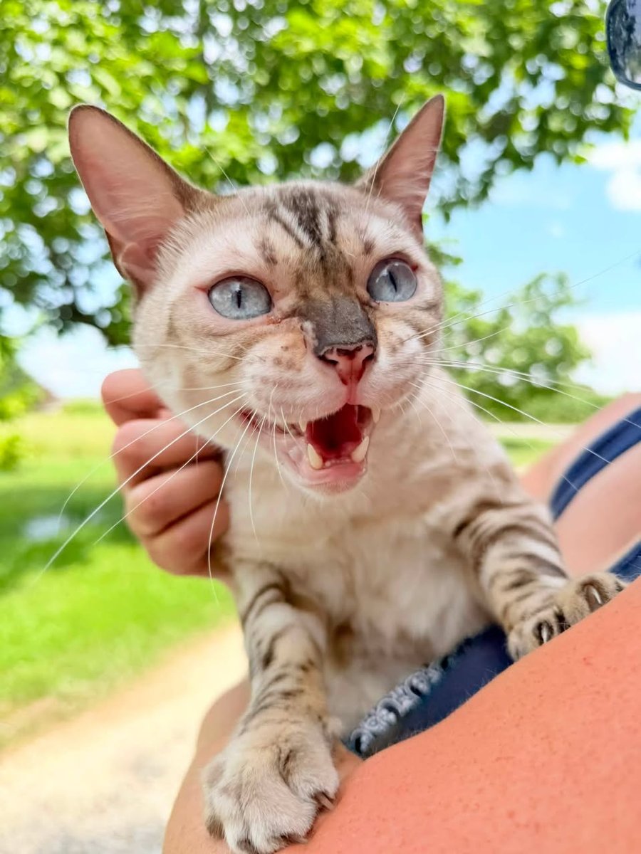 Chaos (Kitty)
