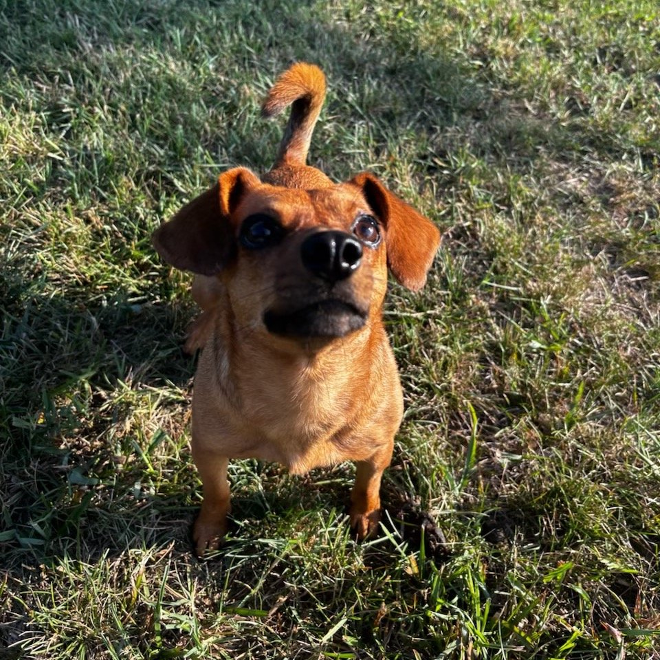 Daffodil(Dilly)