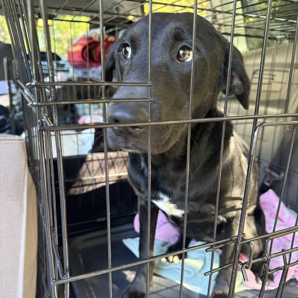 Nova
