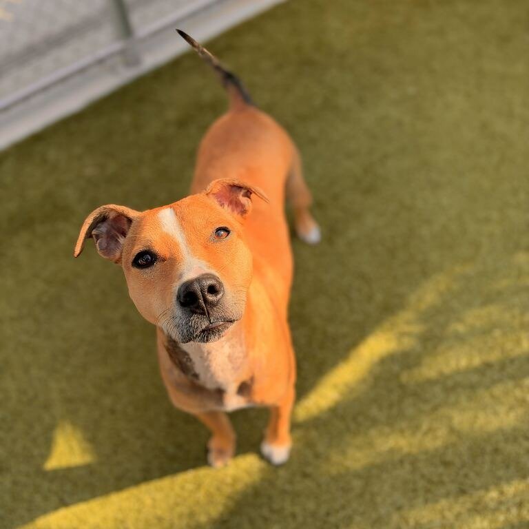 Olive @ GoDog