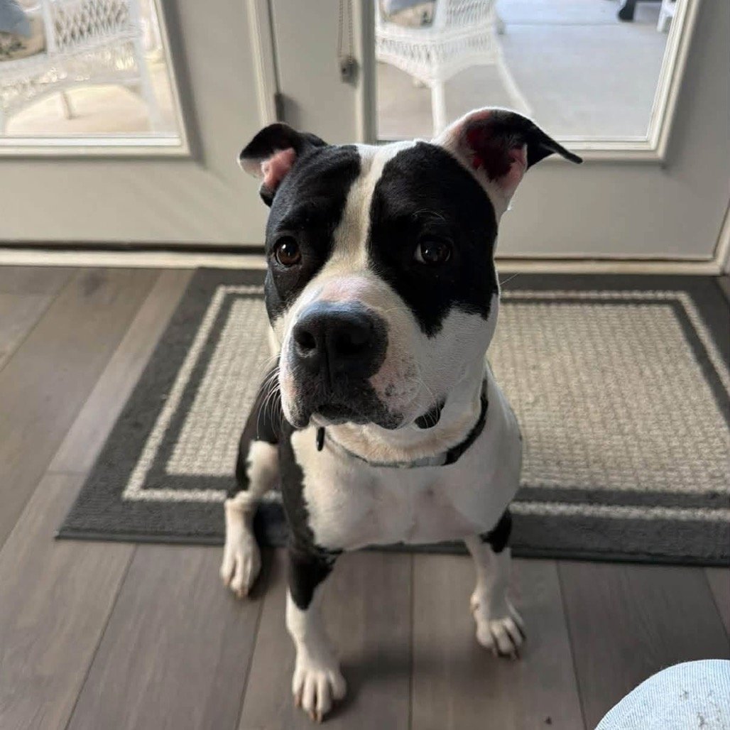 Roxie @ Foster