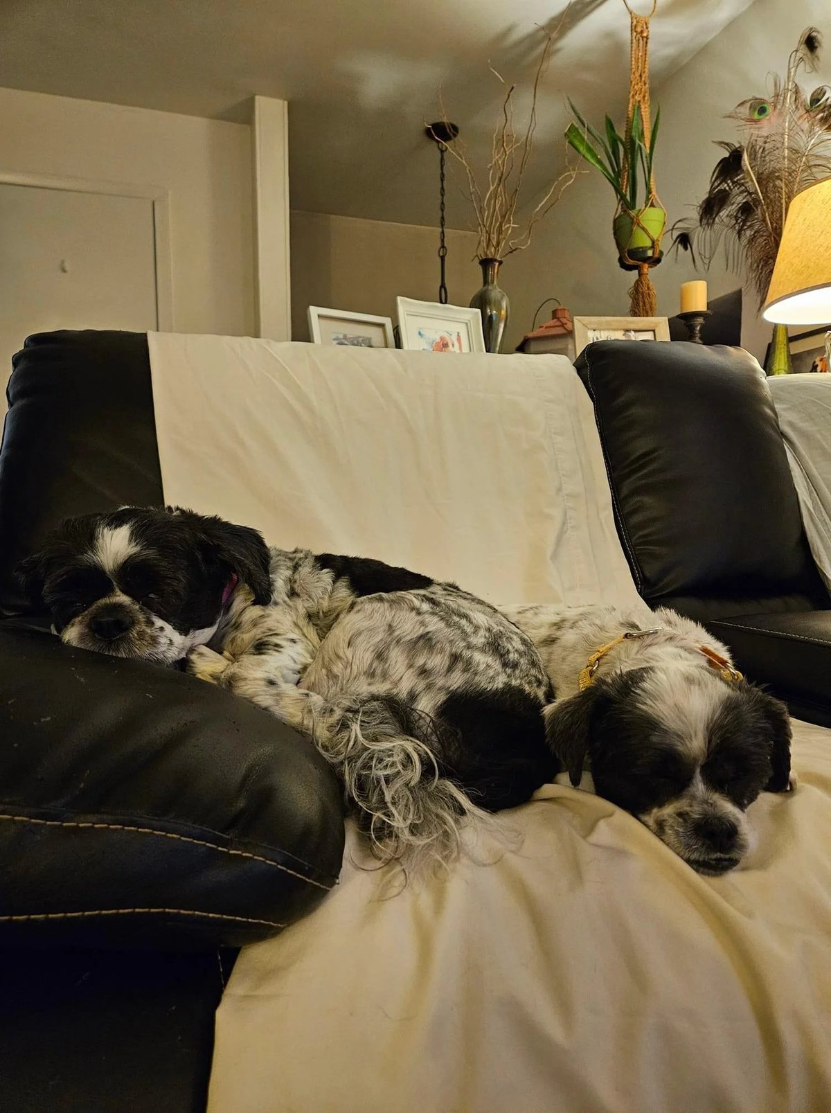 Bella & Daisy