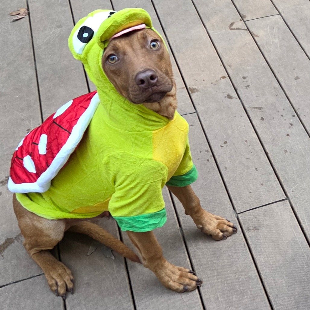 Turtle