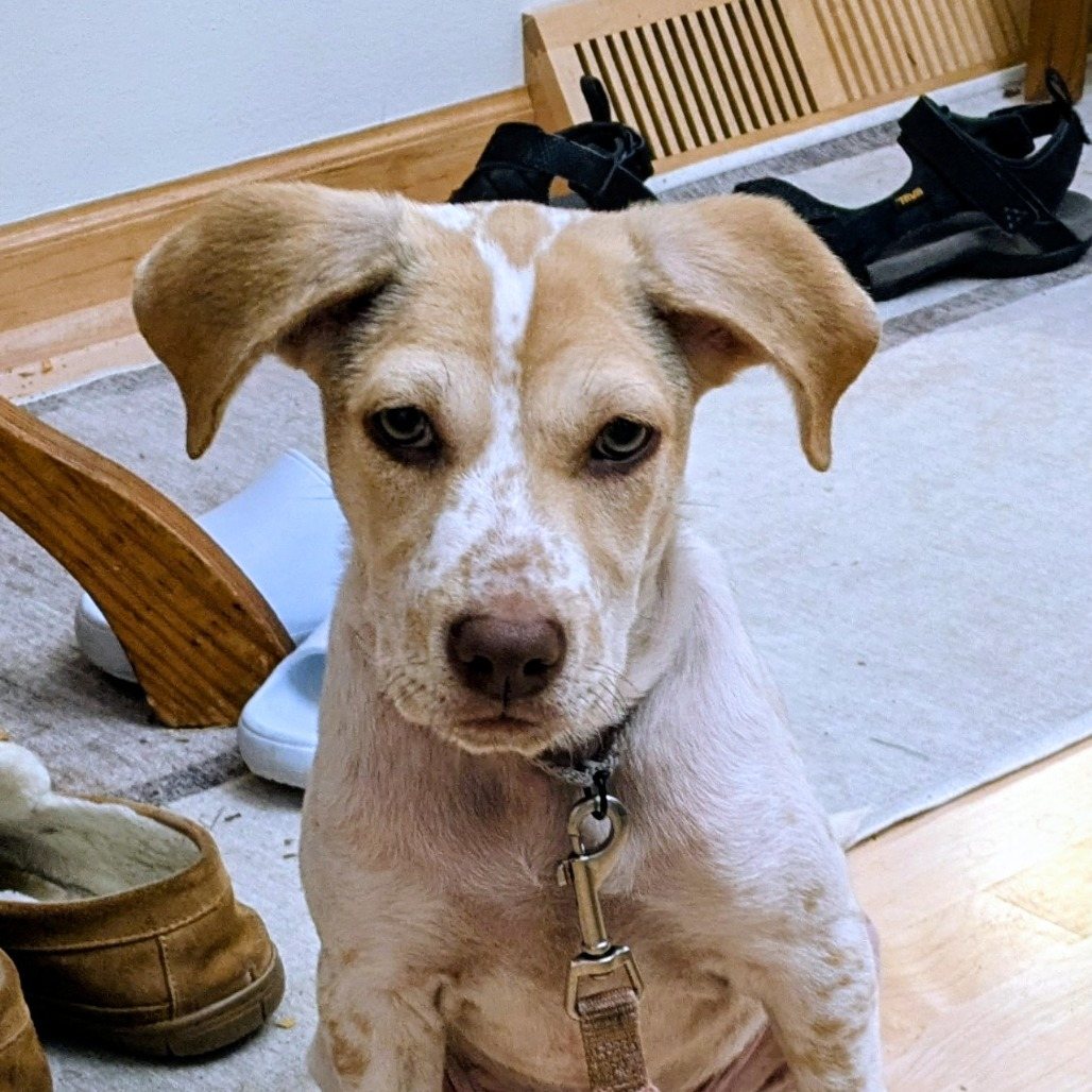 Cyndi