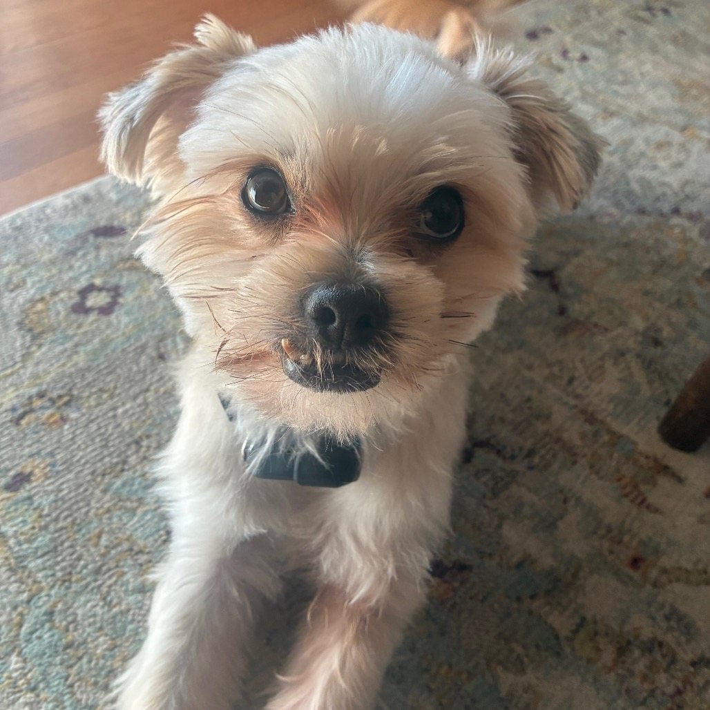 Little Bear