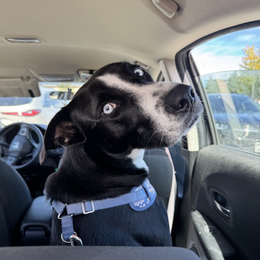 Bolt