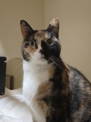 Dizzie