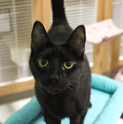 Meowchael Clark Duncan
