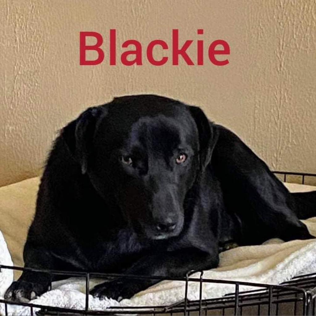 BLACKIE