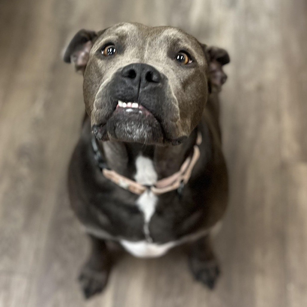 Cocoa Bean