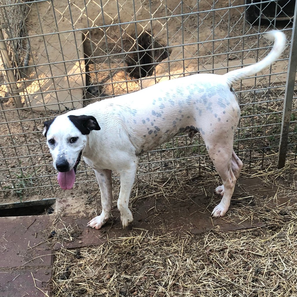 Domino